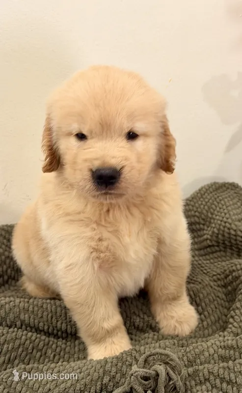 Simba – Golden Retriever puppy for sale in Miami, FL