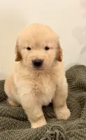 Simba, a male Golden Retriever for sale in Miami, FL – 1 of 6