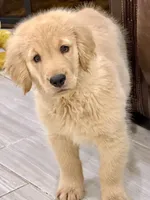 Simba, a male Golden Retriever for sale in Miami, FL – 5 of 5
