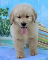 Leo, a male Golden Retriever for sale in Miami, FL – 4 of 4