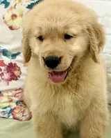 ETHAN, a male Golden Retriever for sale in Miami, FL – 2 of 3