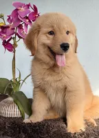 Sofi, a female Golden Retriever for sale in Miami, FL – 3 of 4