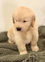 Simba, a male Golden Retriever for sale in Miami, FL – 2 of 6