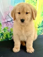 Lucero, a female Golden Retriever for sale in Miami, FL – 2 of 5