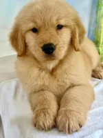 Milo, a male Golden Retriever for sale in Miami, FL – 5 of 5