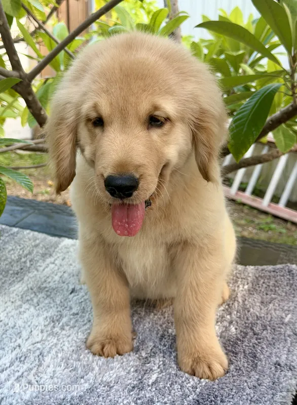 Sky – Golden Retriever puppy for sale in Miami, FL