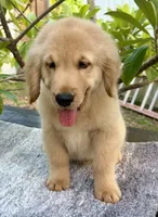Sky, a male Golden Retriever for sale in Miami, FL – 1 of 5