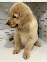 COOPER, a male Golden Retriever for sale in Miami, FL – 3 of 6