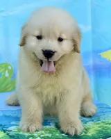 Leo, a male Golden Retriever for sale in Miami, FL – 2 of 4