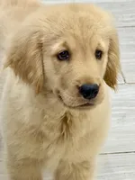 Simba, a male Golden Retriever for sale in Miami, FL – 4 of 5