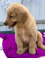 Lacy, a female Golden Retriever for sale in Miami, FL – 3 of 5