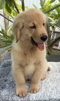 Sky, a male Golden Retriever for sale in Miami, FL – 2 of 5