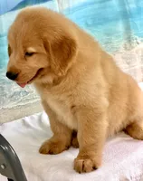 Milo, a male Golden Retriever for sale in Miami, FL – 2 of 5