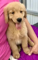 Lacy, a female Golden Retriever for sale in Miami, FL – 4 of 5