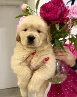Sofia, a female Golden Retriever for sale in Miami, FL – 4 of 4