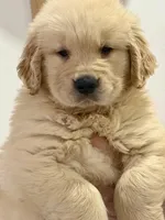 Sofia, a female Golden Retriever for sale in Miami, FL – 2 of 4