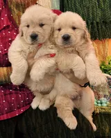 Sofia, a female Golden Retriever for sale in Miami, FL – 3 of 4