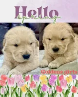 Sofia, a female Golden Retriever for sale in Miami, FL – Photo 2 of 4