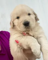 Sofia, a female Golden Retriever for sale in Miami, FL – Photo 4 of 4