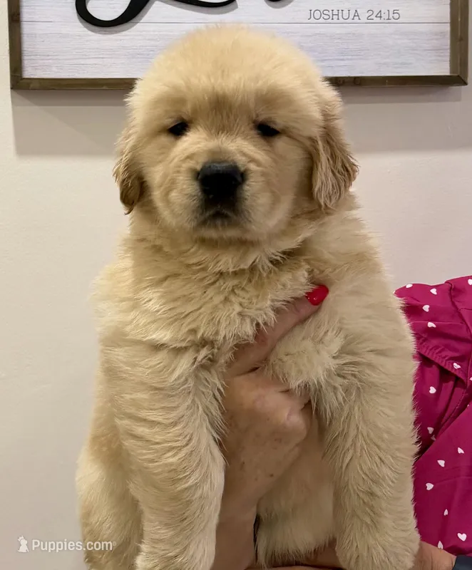 Sofia – Golden Retriever puppy for sale in Miami, FL