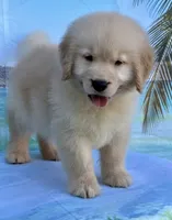 Mario, a male Golden Retriever for sale in Miami, FL – 3 of 4
