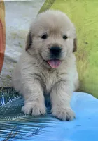 Mario, a male Golden Retriever for sale in Miami, FL – 1 of 5