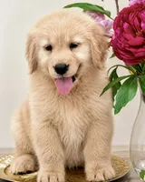 BELLA, a female Golden Retriever for sale in Miami, FL – 2 of 4