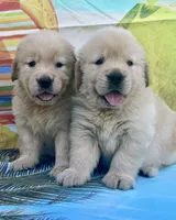Mario, a male Golden Retriever for sale in Miami, FL – 4 of 5