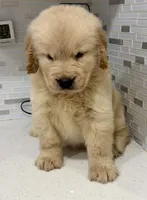 Peter, a male Golden Retriever for sale in Miami, FL – 2 of 5