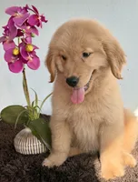 Sofi, a female Golden Retriever for sale in Miami, FL – 4 of 4