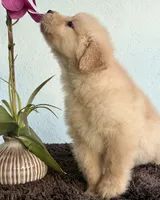 Linda, a female Golden Retriever for sale in Miami, FL – 4 of 4