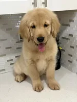 COOPER, a male Golden Retriever for sale in Miami, FL – 4 of 6