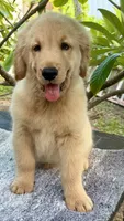 Sky, a male Golden Retriever for sale in Miami, FL – 3 of 5