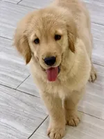 Simba, a male Golden Retriever for sale in Miami, FL – 3 of 5