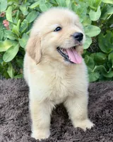 Buddy, a male Golden Retriever for sale in Miami, FL – 4 of 5