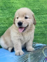 Cooper, a male Golden Retriever for sale in Miami, FL – 2 of 5