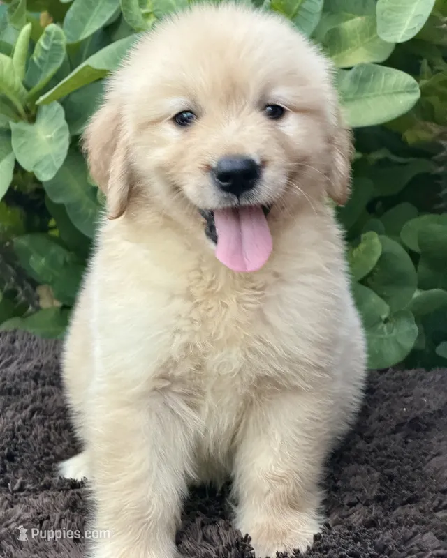 Buddy – Golden Retriever puppy for sale in Miami, FL