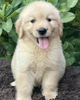 Buddy, a male Golden Retriever for sale in Miami, FL – 1 of 5