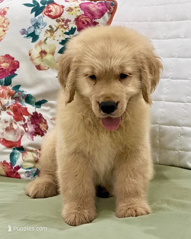 ETHAN – Golden Retriever puppy for sale in Miami, FL