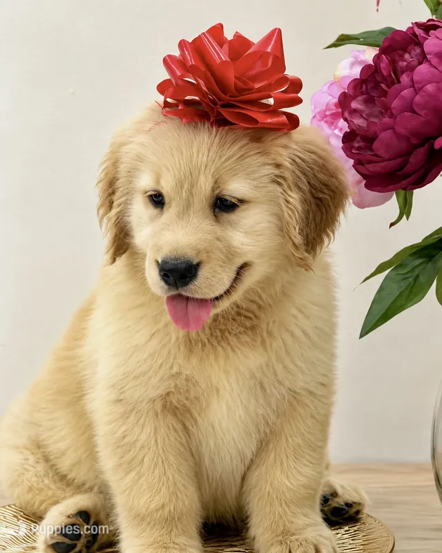 BELLA – Golden Retriever puppy for sale in Miami, FL