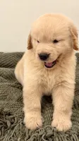 Simba, a male Golden Retriever for sale in Miami, FL – 4 of 6