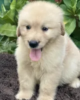 Buddy, a male Golden Retriever for sale in Miami, FL – 3 of 5