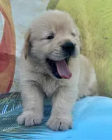 Mario, a male Golden Retriever for sale in Miami, FL – 2 of 5