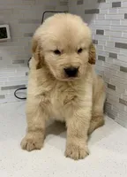 Peter, a male Golden Retriever for sale in Miami, FL – 3 of 5