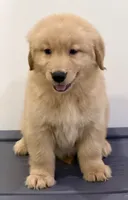 Sam, a male Golden Retriever for sale in Miami, FL – 3 of 5