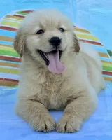 Leo, a male Golden Retriever for sale in Miami, FL – 3 of 4