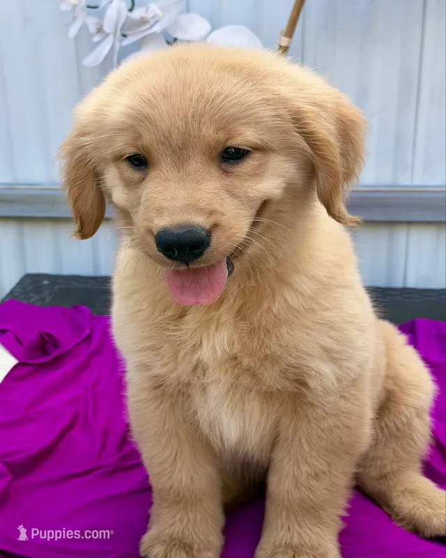 Lacy – Golden Retriever puppy for sale in Miami, FL