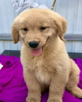 Lacy, a female Golden Retriever for sale in Miami, FL – 1 of 5