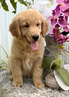 Luna, a female Golden Retriever for sale in Miami, FL – 5 of 5