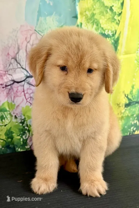 Lucero – Golden Retriever puppy for sale in Miami, FL